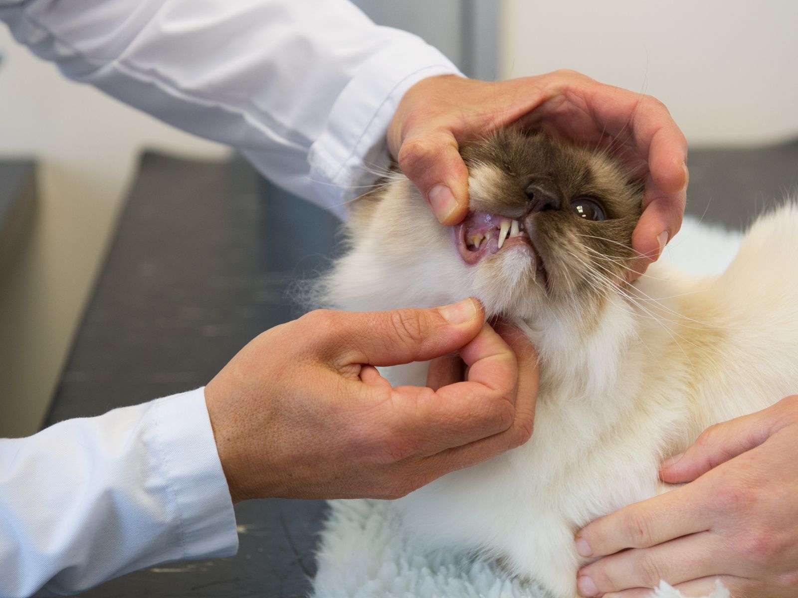 a cat being examined by a vet