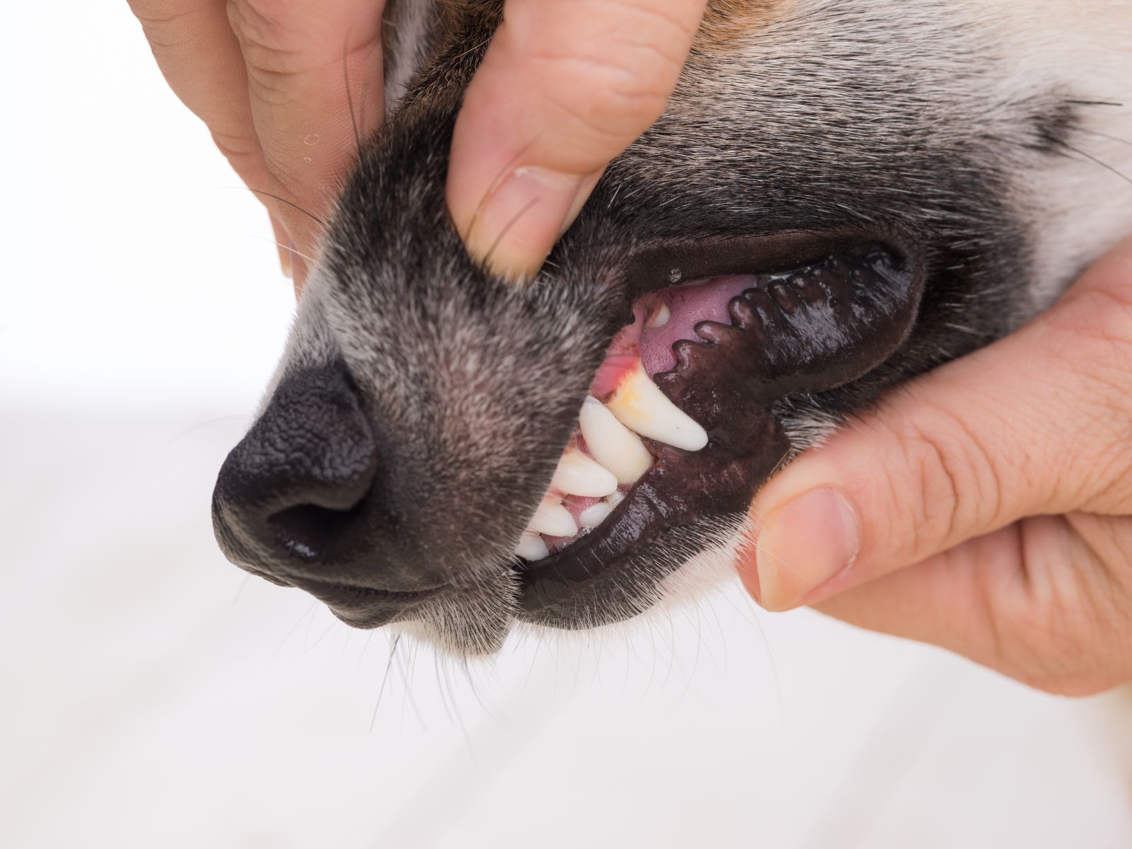 a person's hand touching a dog's teeth