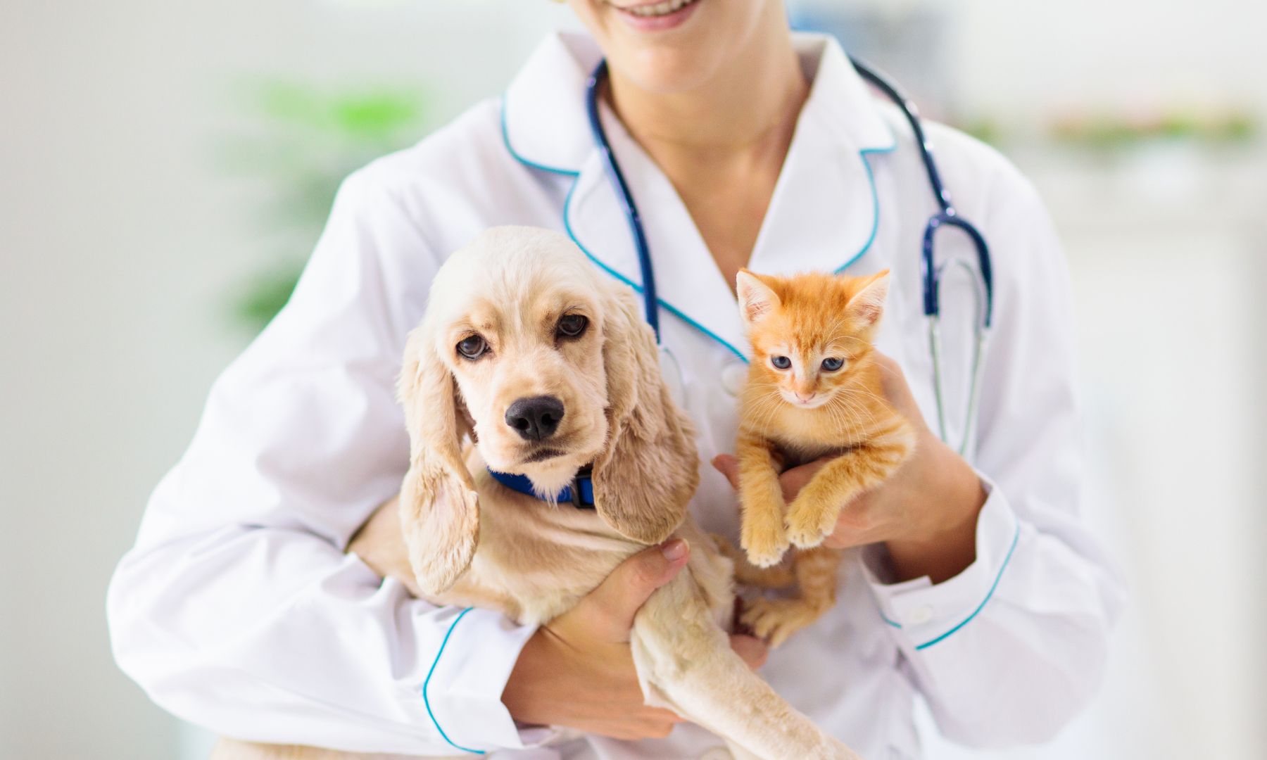 a vet holding a dog and a cat