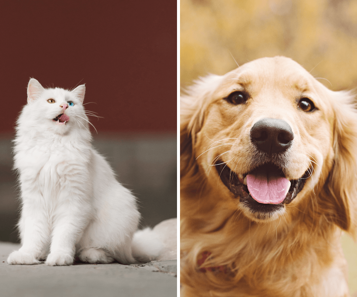 happy cat and dog