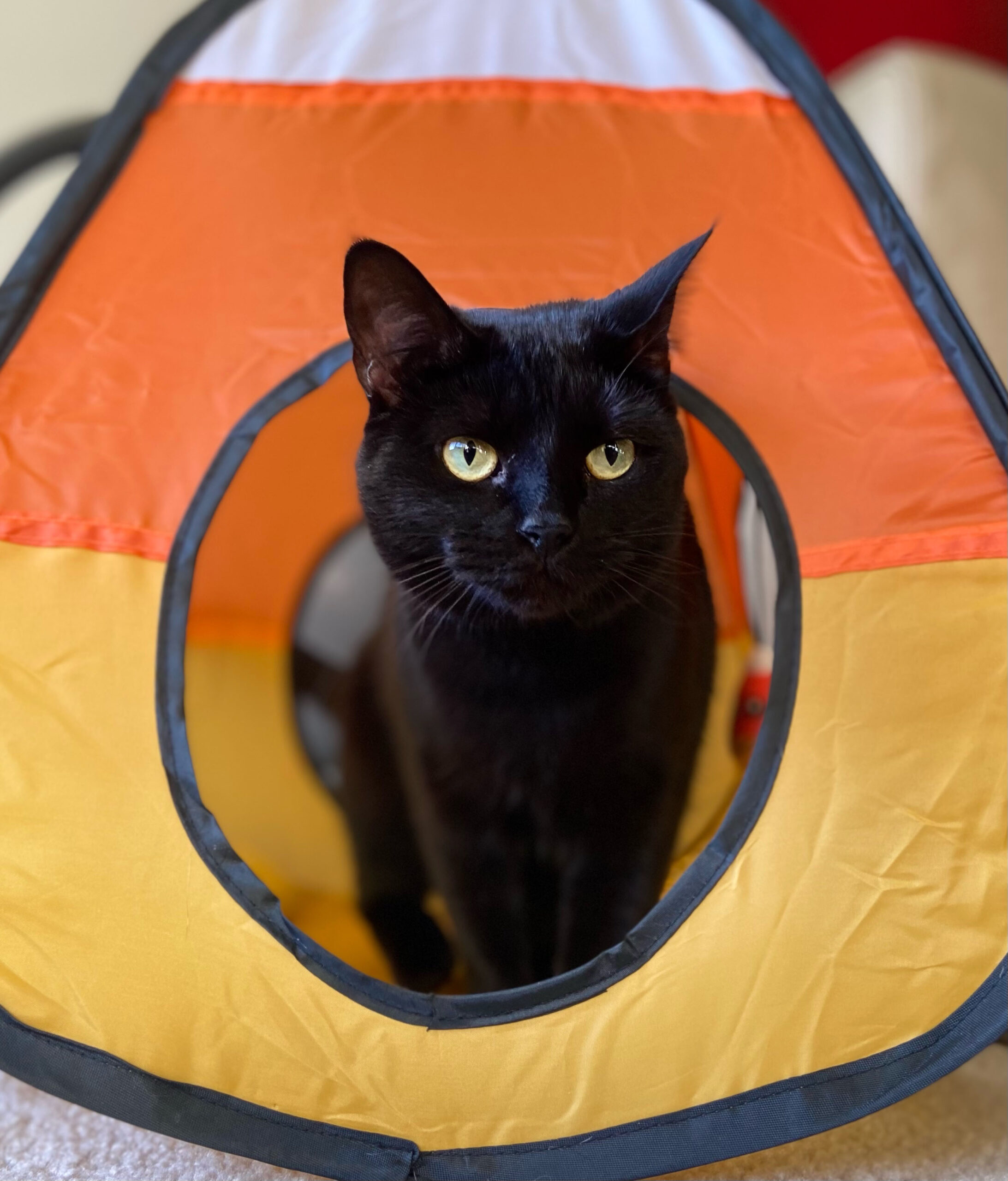 a black cat in a tent