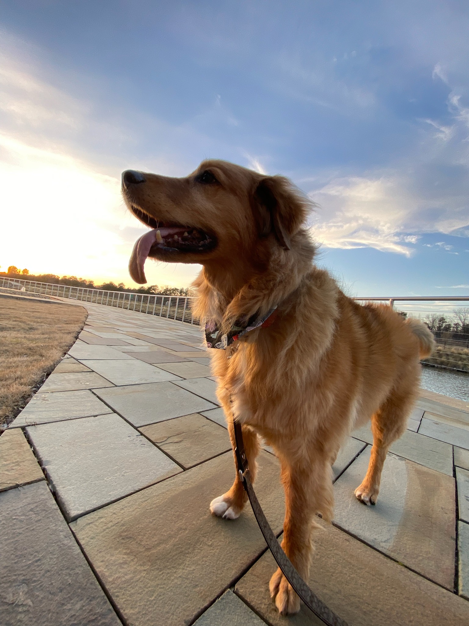 a dog standing on a stone walkway