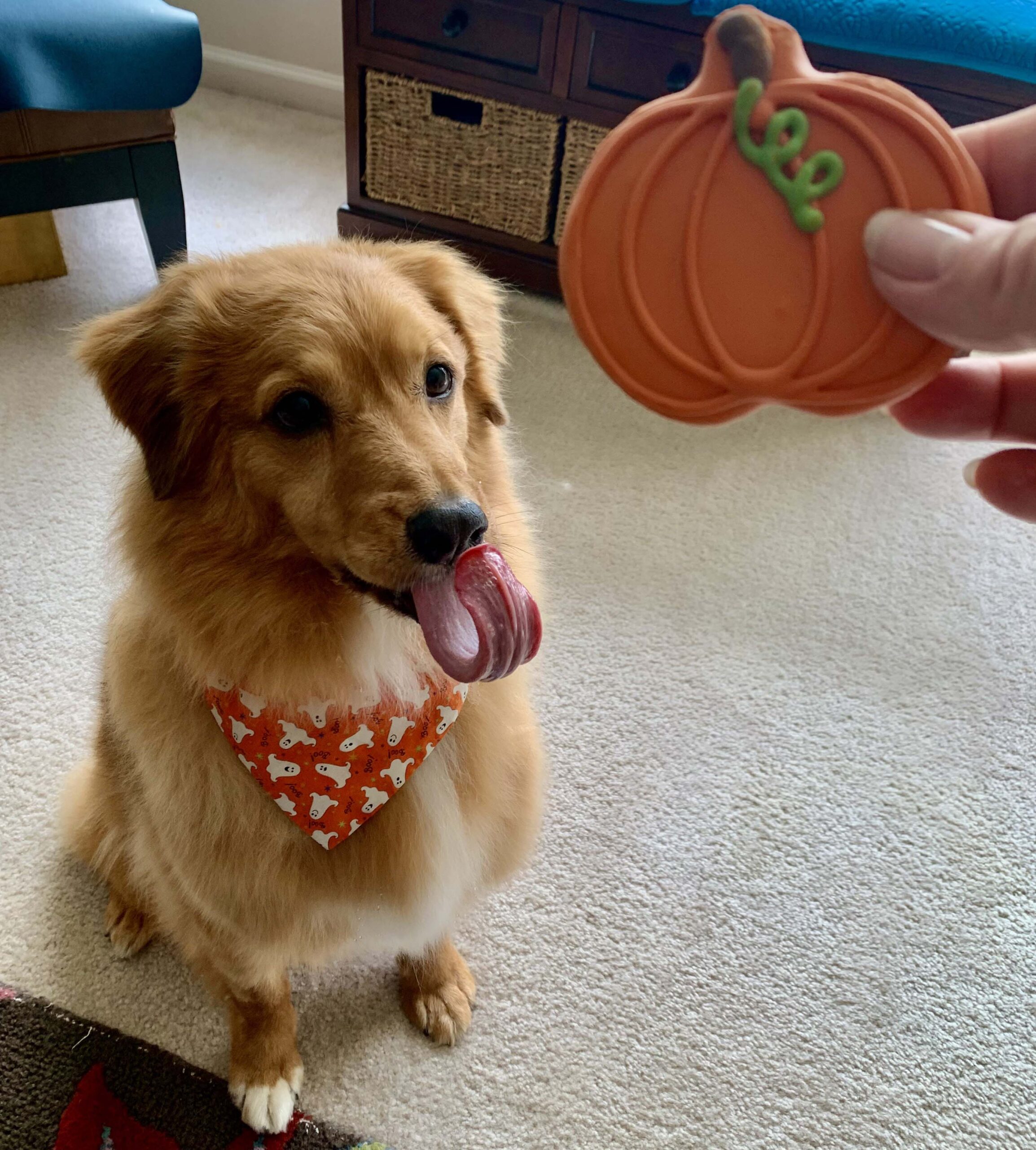 Oliver Fall pumpkin cookie