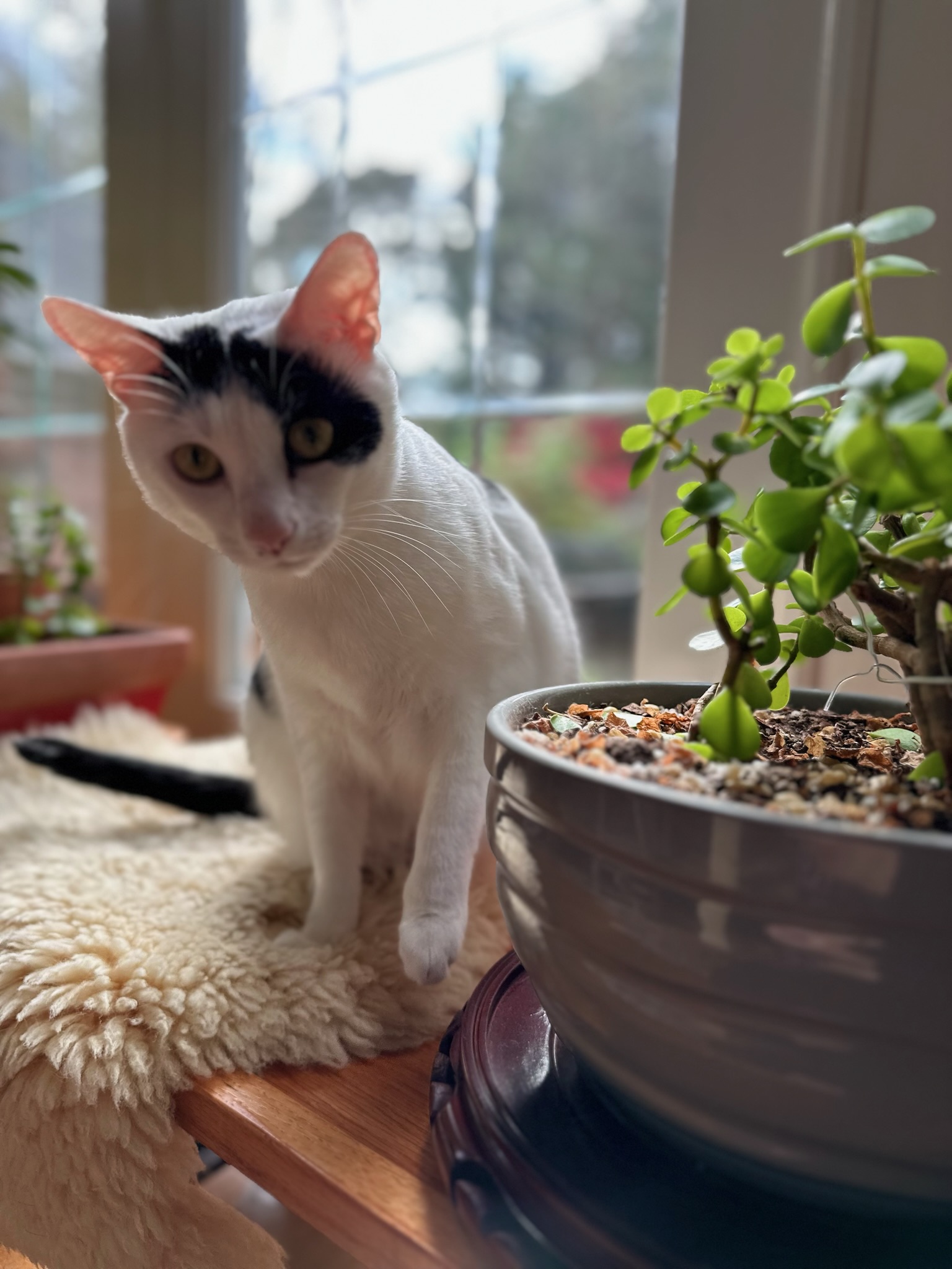a cat sitting on a rug next to a potted plant