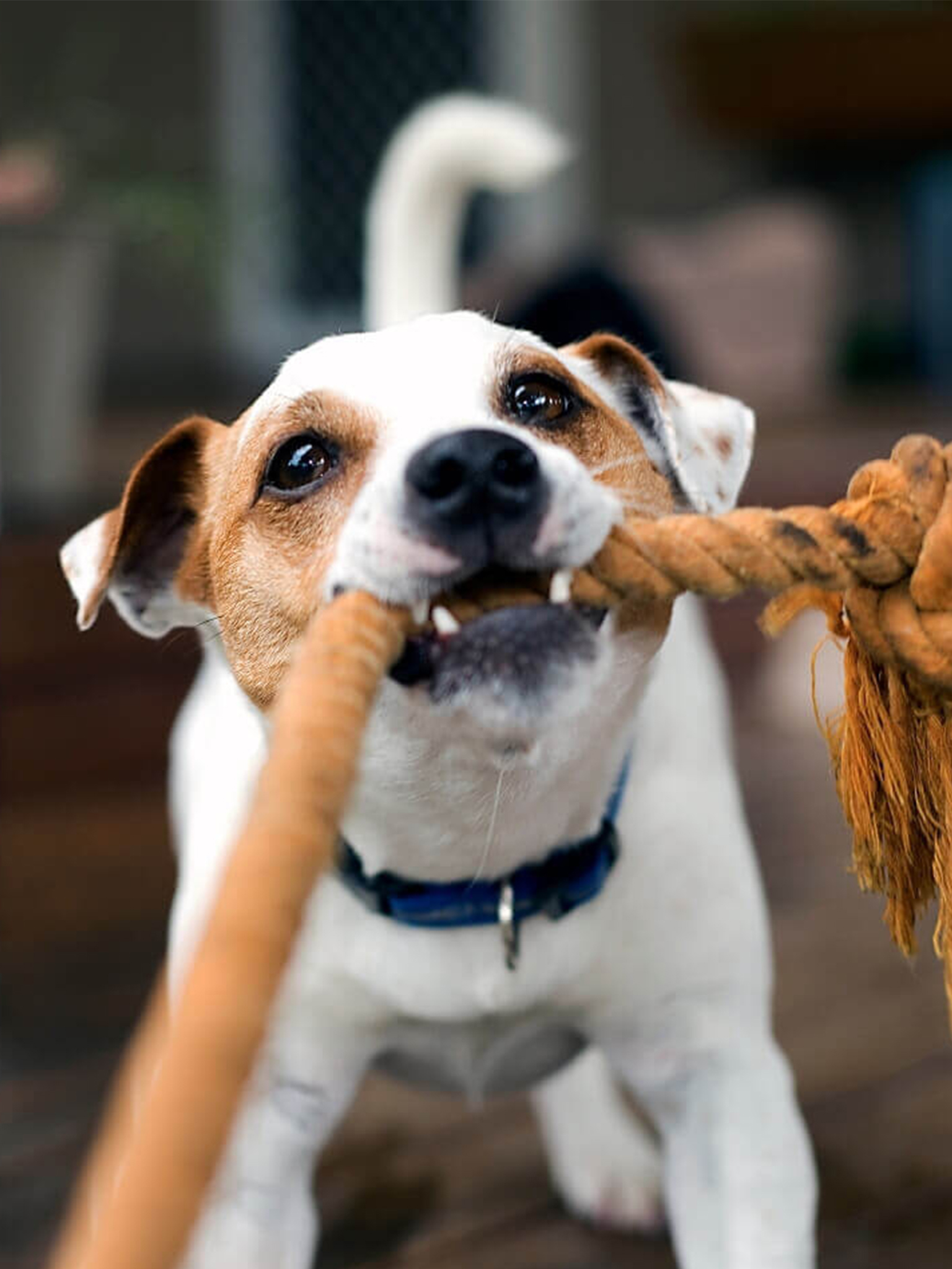 a dog biting a rope