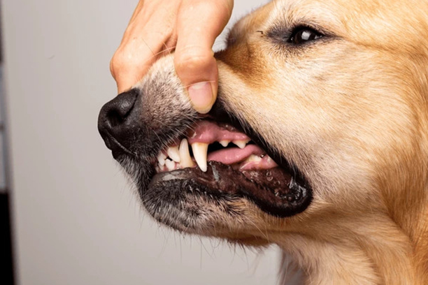 a dog biting its nose