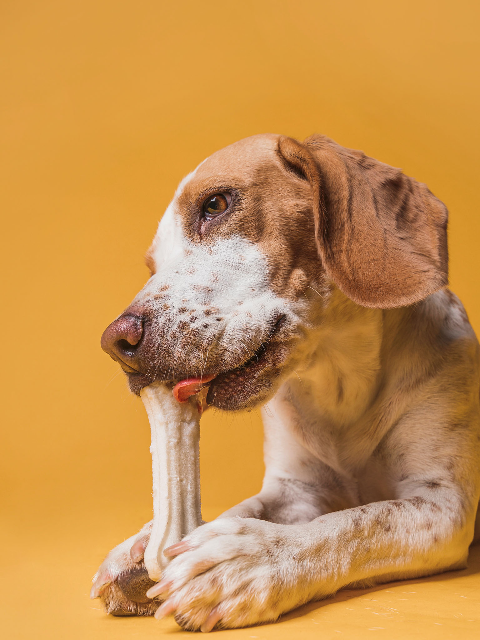 a dog eating a bone