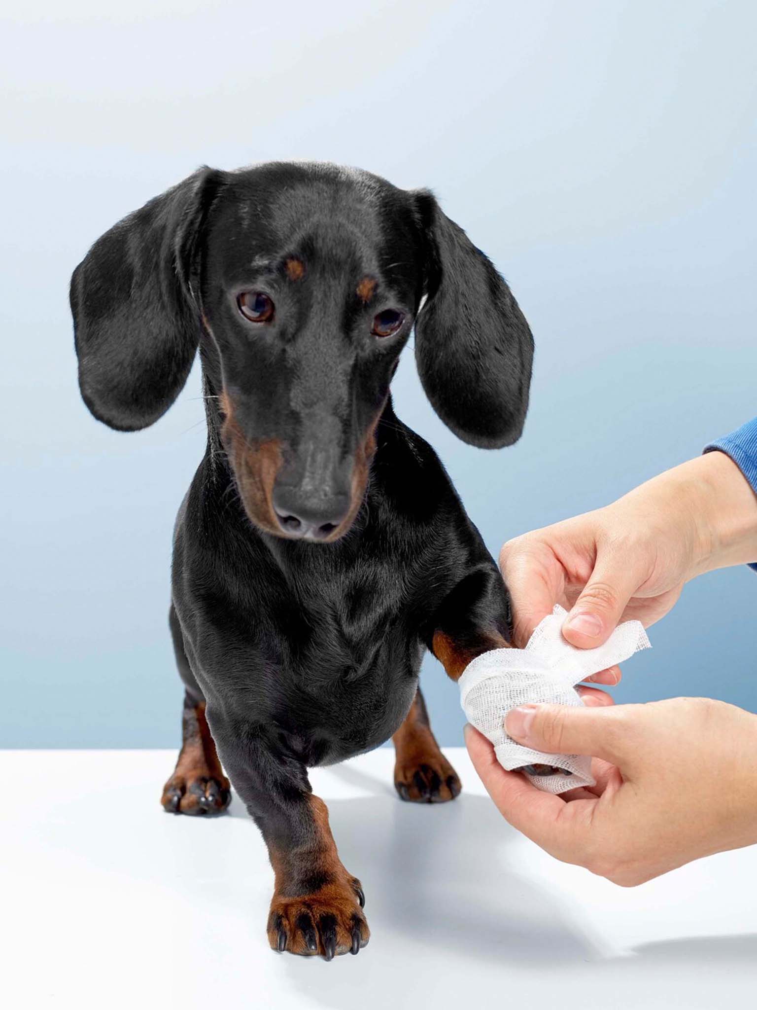 a dog getting a bandage