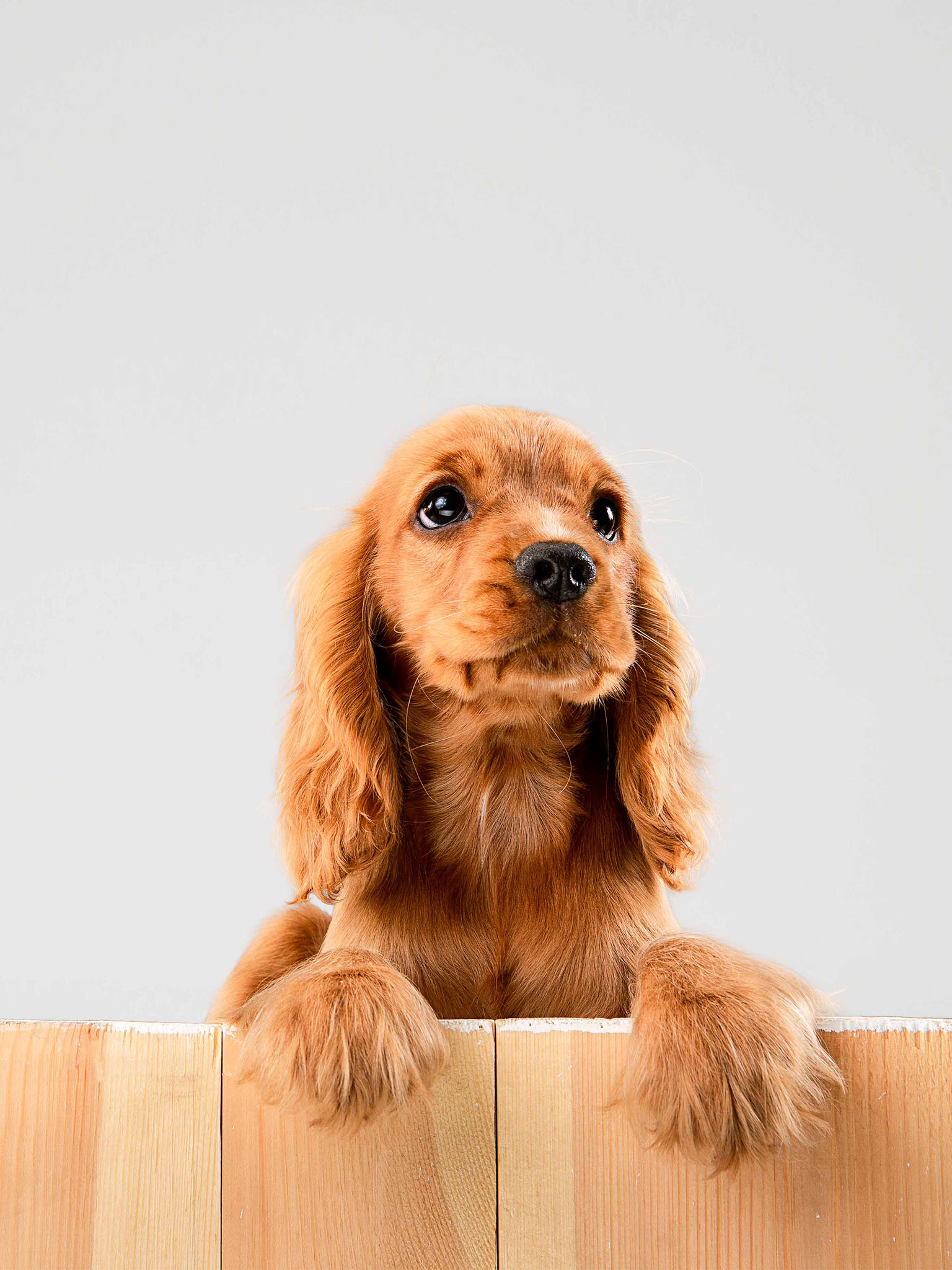 a dog looking over a fence