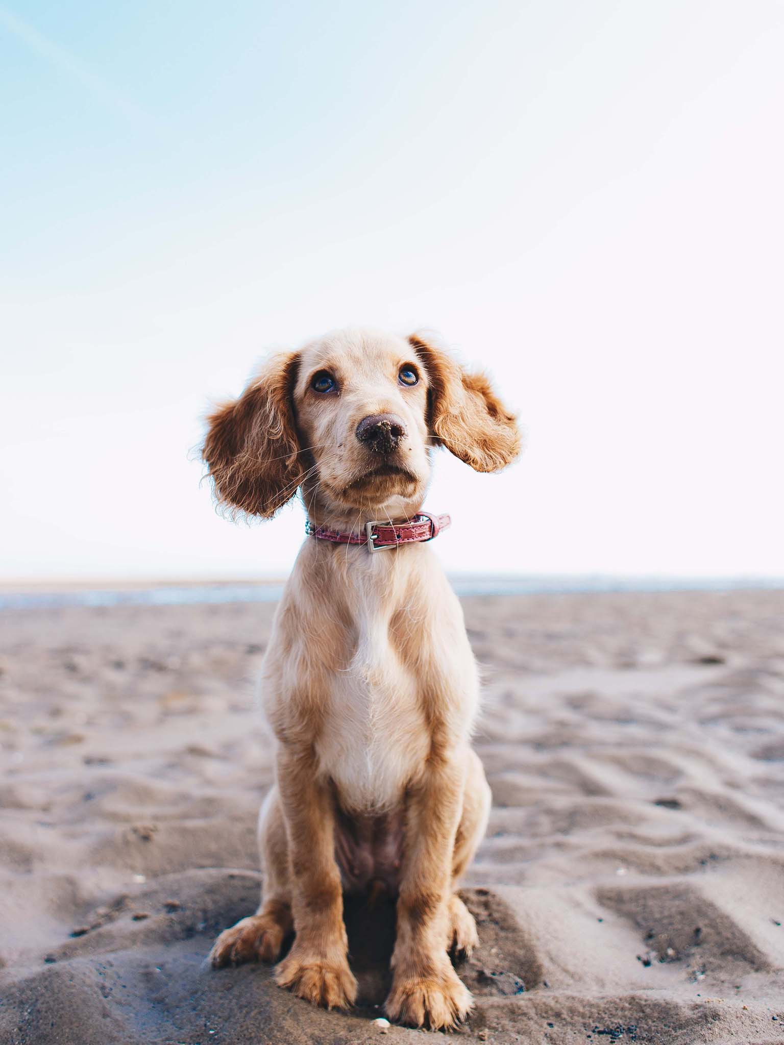 a dog sitting on sand