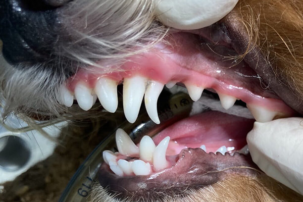 a dog with teeth showing