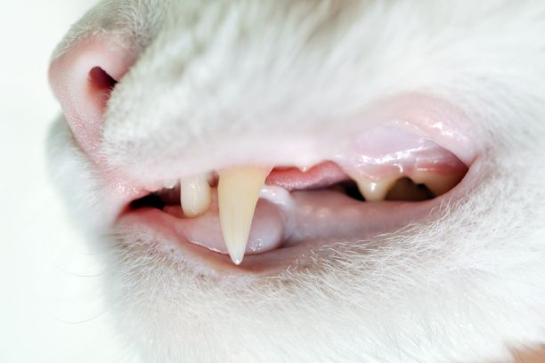 cats teeth close up