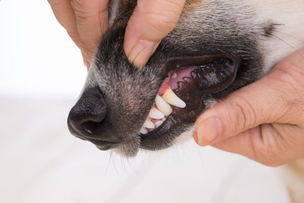 dogs teeth closeup